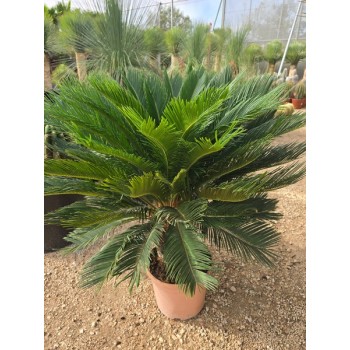 Cycas revoluta 10 lt -5º/-8º